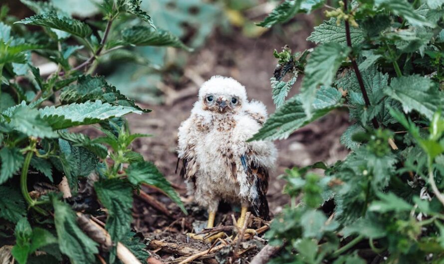 Des Drones contre les Goélands et un Bébé Chouette Sauvé : Les Insolites du Jour !