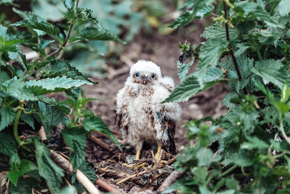 Des Drones contre les Goélands et un Bébé Chouette Sauvé : Les Insolites du Jour !