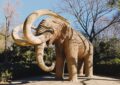 Des mammouths vont défiler pour le 14 juillet : l'incroyable carnaval préhistorique qui affole ce village français !