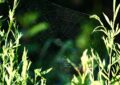 Les Haies de l'Aveyron se Mettent en Robe de Mariée : Quand les Chenilles Jouent aux Décoratrices !