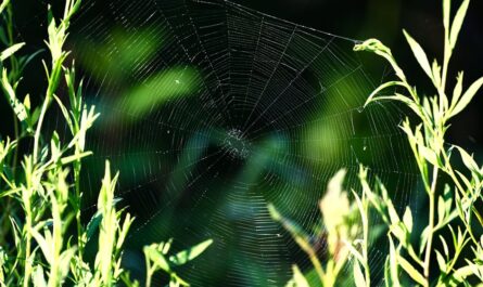 Les Haies de l'Aveyron se Mettent en Robe de Mariée : Quand les Chenilles Jouent aux Décoratrices !