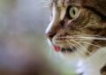 Narcominou : Ce chat trafiquant qui a tenté de livrer de la drogue en prison