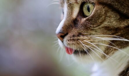 Narcominou : Ce chat trafiquant qui a tenté de livrer de la drogue en prison