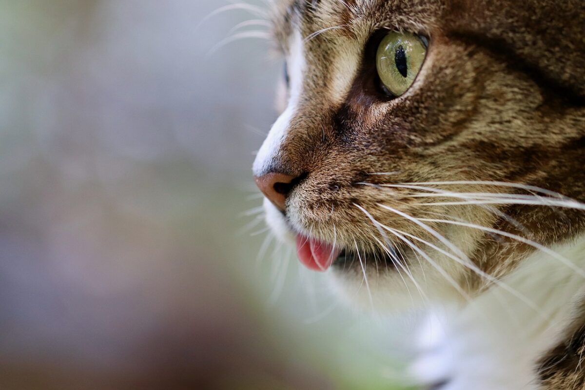 Narcominou : Ce chat trafiquant qui a tenté de livrer de la drogue en prison