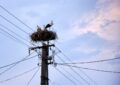 Quand des cigognes font sauter les plombs en Charente-Maritime : une panne électrique pas si bête !