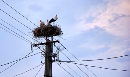 Quand des cigognes font sauter les plombs en Charente-Maritime : une panne électrique pas si bête !