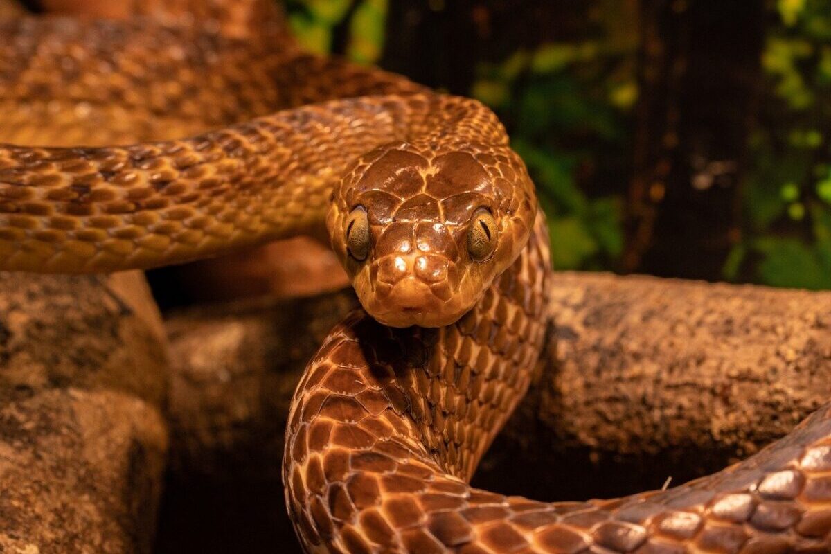 Quand deux serpents décident de squatter votre salon : l'incroyable mésaventure d'un couple français !