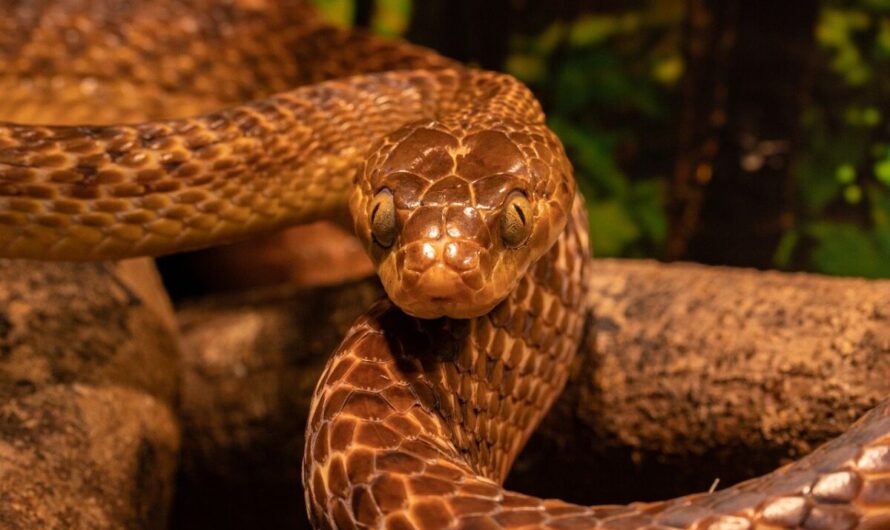Quand deux serpents décident de squatter votre salon : l’incroyable mésaventure d’un couple français !