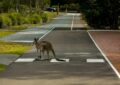 Quand l'Australie s'invite dans les Hauts-de-France : un kangourou joue les touristes nocturnes sur nos routes !