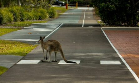Quand l'Australie s'invite dans les Hauts-de-France : un kangourou joue les touristes nocturnes sur nos routes !