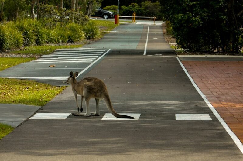 Quand l’Australie s’invite dans les Hauts-de-France : un kangourou joue les touristes nocturnes sur nos routes !