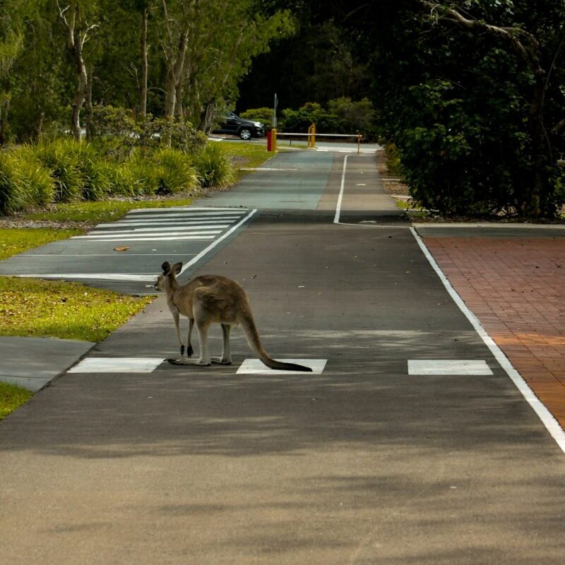 Quand l'Australie s'invite dans les Hauts-de-France : un kangourou joue les touristes nocturnes sur nos routes !