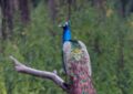 "LÉÉÉOOON !" : La Normandie lance son premier concours de cri du paon et c'est hilarant ! 🦚