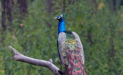 "LÉÉÉOOON !" : La Normandie lance son premier concours de cri du paon et c'est hilarant ! 🦚