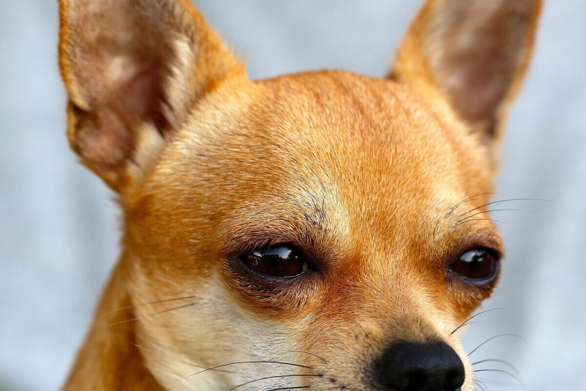 Sauvé de l'euthanasie, ce Chihuahua senior trouve l'amour... avec un lapin ! 🐶❤️🐰