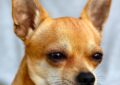 Sauvé de l'euthanasie, ce Chihuahua senior trouve l'amour... avec un lapin ! 🐶❤️🐰