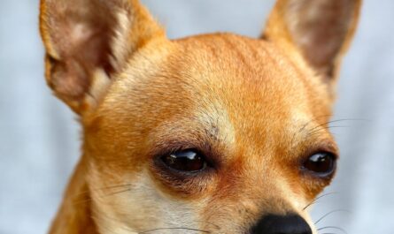 Sauvé de l'euthanasie, ce Chihuahua senior trouve l'amour... avec un lapin ! 🐶❤️🐰