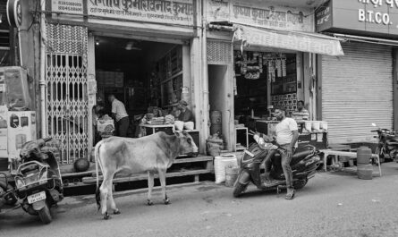 Une vache voleuse de scooter : quand le sacré devient sacrement drôle !
