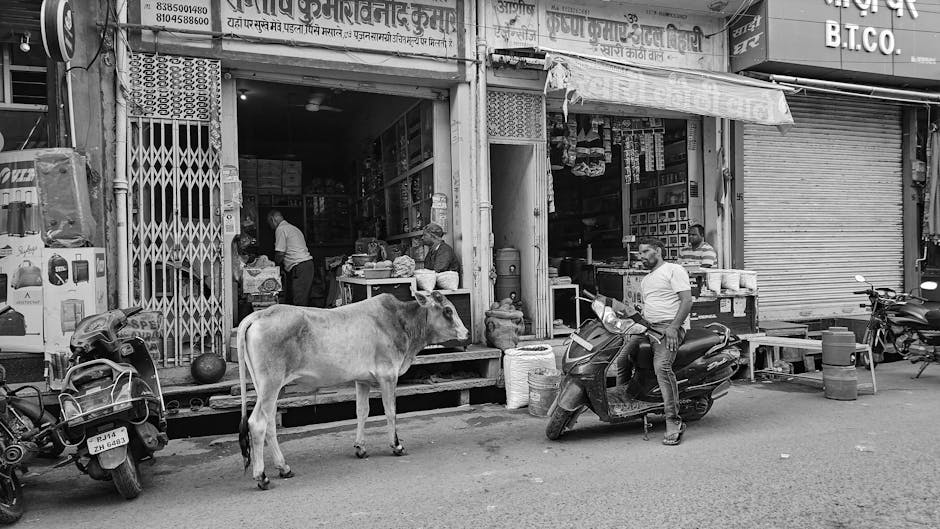 Une vache voleuse de scooter : quand le sacré devient sacrement drôle !