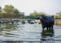 Quand deux vaches curieuses transforment leur première sortie en opération de sauvetage aquatique !