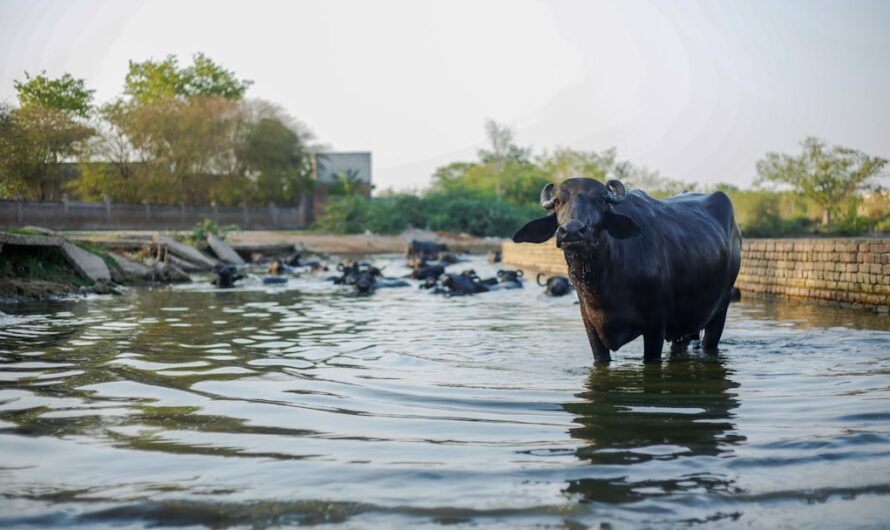 Quand deux vaches curieuses transforment leur première sortie en opération de sauvetage aquatique !
