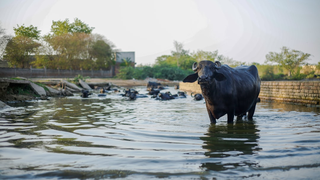Quand deux vaches curieuses transforment leur première sortie en opération de sauvetage aquatique !