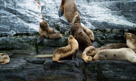 Quand les otaries se disputent l'amour : un zoo belge ferme ses portes à cause d'un triangle amoureux aquatique !