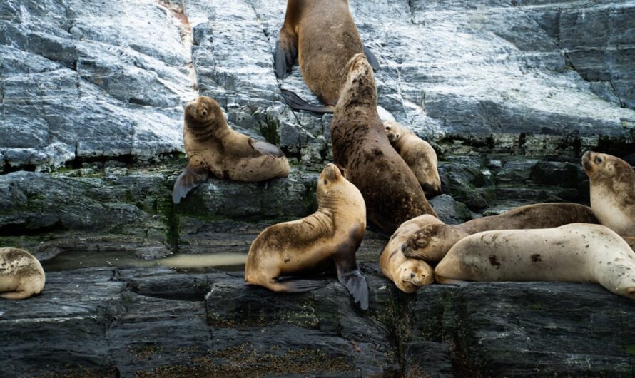 Quand les otaries se disputent l’amour : un zoo belge ferme ses portes à cause d’un triangle amoureux aquatique !