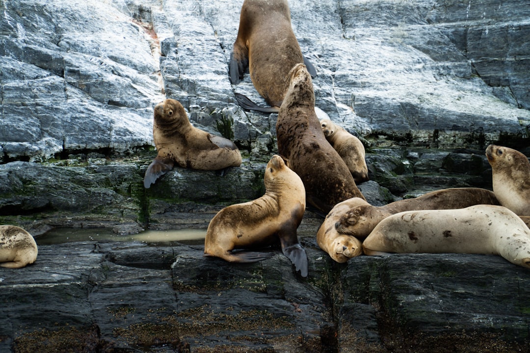 Quand les otaries se disputent l'amour : un zoo belge ferme ses portes à cause d'un triangle amoureux aquatique !