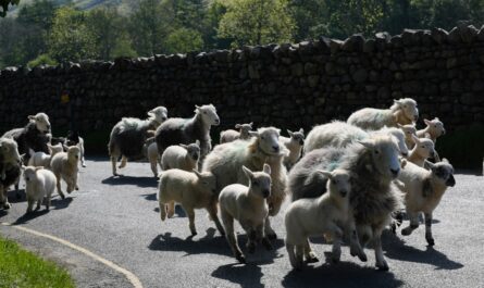 Quand trois moutons sèment la panique dans Lannion : course-poursuite épique avec la police !