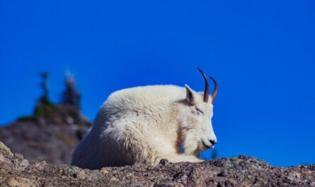 Un chamois se balade tranquillement dans un parc de Caluire-et-Cuire : "Je ne sais pas comment il est arrivé là !"