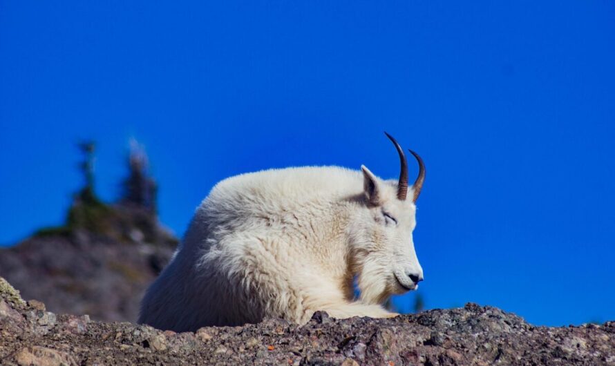 Un chamois se balade tranquillement dans un parc de Caluire-et-Cuire : "Je ne sais pas comment il est arrivé là !"