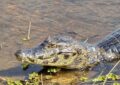 Un crocodile au lac de Constance ? Non, juste un vendredi 13 très allemand !