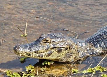 Un crocodile au lac de Constance ? Non, juste un vendredi 13 très allemand !