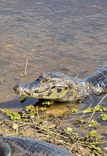 Un crocodile au lac de Constance ? Non, juste un vendredi 13 très allemand !
