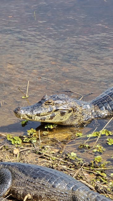 Un crocodile au lac de Constance ? Non, juste un vendredi 13 très allemand !