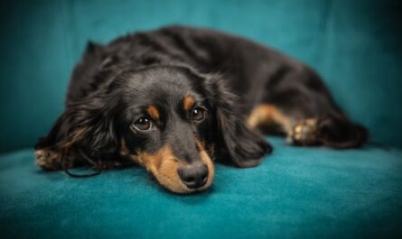 Belle-mère tond le chien pendant les vacances : le retour de l'enfer pour ce couple !