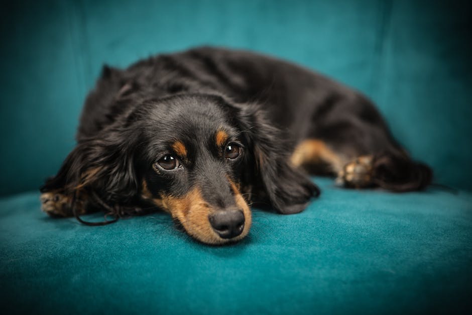 Belle-mère tond le chien pendant les vacances : le retour de l'enfer pour ce couple !