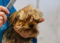 Ce chien demande juste une "coupe standard" et ressort du salon avec... ça ! 😱