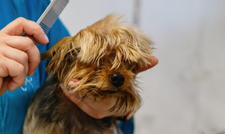 Ce chien demande juste une "coupe standard" et ressort du salon avec... ça ! 😱