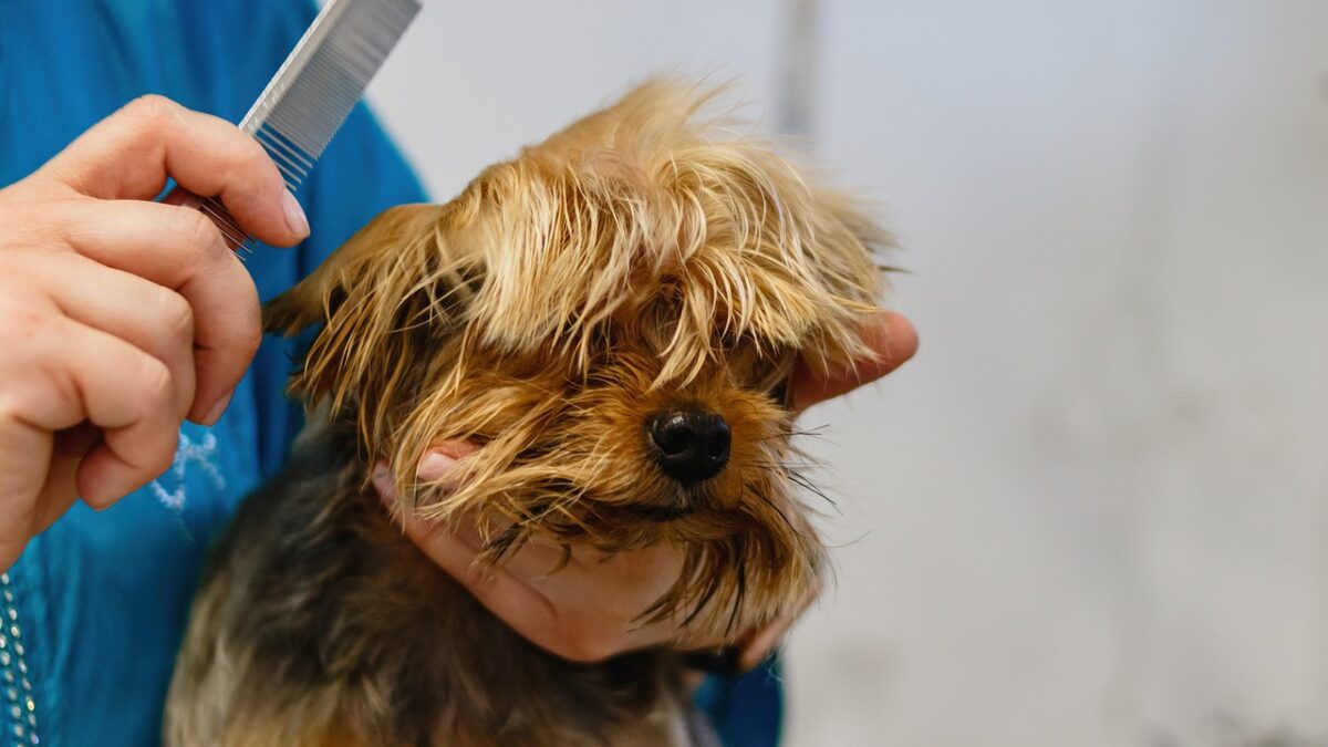 Ce chien demande juste une "coupe standard" et ressort du salon avec... ça ! 😱