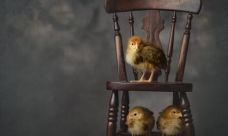 Quand 90 œufs de supermarché se transforment en 70 poussins : le retour de vacances le plus surprenant de l'année !