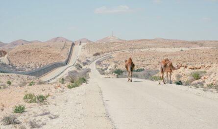 Quand des dromadaires décident de faire du tourisme routier à Fécamp !