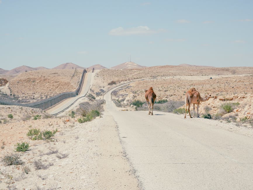 Quand des dromadaires décident de faire du tourisme routier à Fécamp !