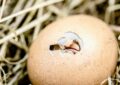Quand des poules jouent les mamans canards : l'histoire incroyable d'un caneton adopté qui va vous faire fondre !