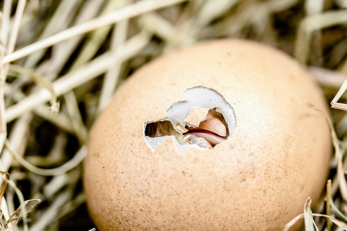 Quand des poules jouent les mamans canards : l'histoire incroyable d'un caneton adopté qui va vous faire fondre !