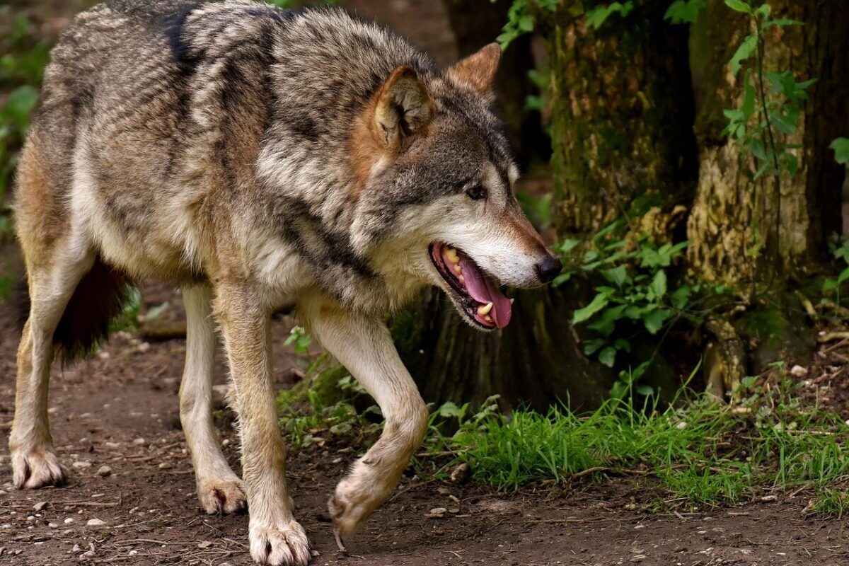Quand Siska la chienne-loup sème la panique en Isère : "Je pensais vraiment que c'était un loup !"