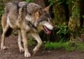 Quand Siska la chienne-loup sème la panique en Isère : "Je pensais vraiment que c'était un loup !"