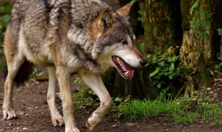 Quand Siska la chienne-loup sème la panique en Isère : "Je pensais vraiment que c'était un loup !"