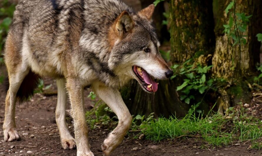 Quand Siska la chienne-loup sème la panique en Isère : "Je pensais vraiment que c’était un loup !"